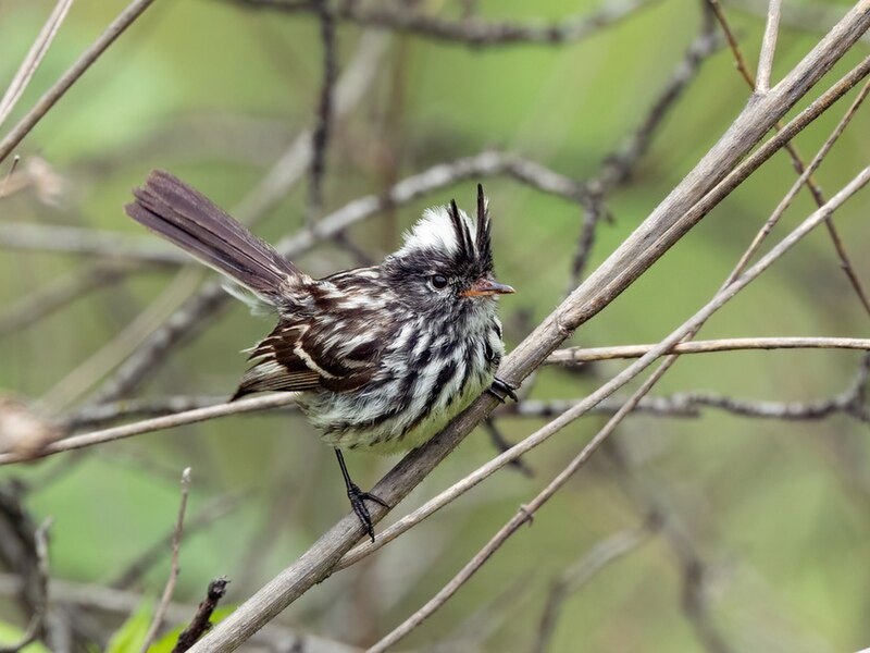 Pied-crested Tit-Tyrant (Anairetes reguloides) photo