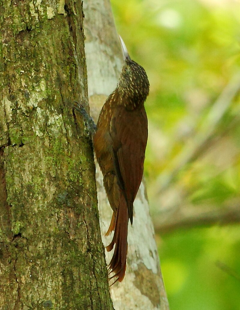 Zimmer's Woodcreeper (Dendroplex kienerii) photo