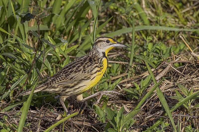 Eastern Meadowlark (Sturnella magna) photo