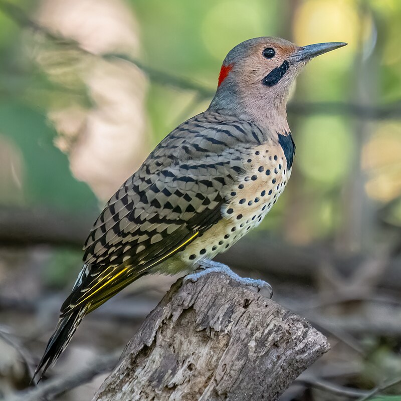 Northern Flicker (Colaptes auratus) photo