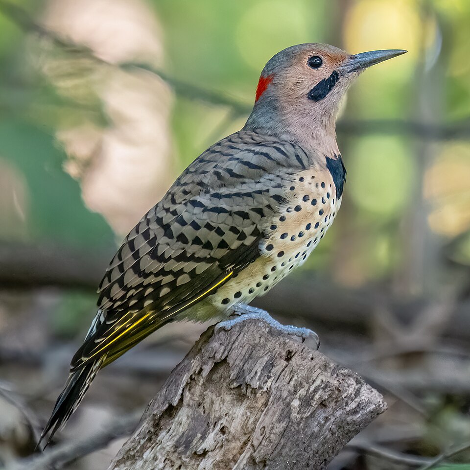 Northern Flicker (Colaptes auratus)
