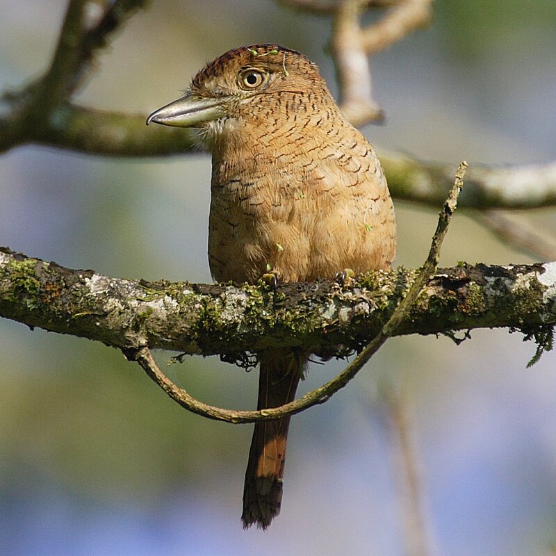 Barred Puffbird (Nystalus radiatus) photo