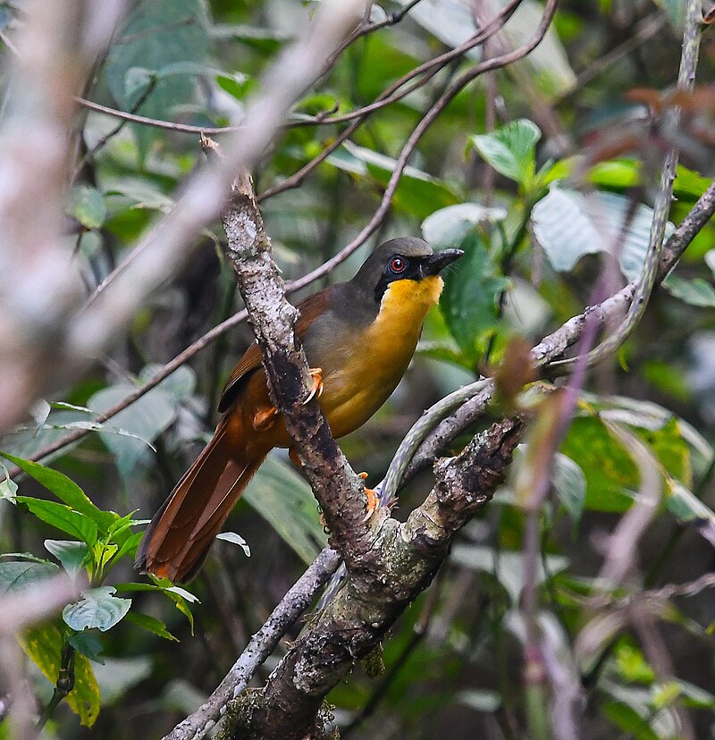 Rufous-vented Laughingthrush (Pterorhinus gularis) photo