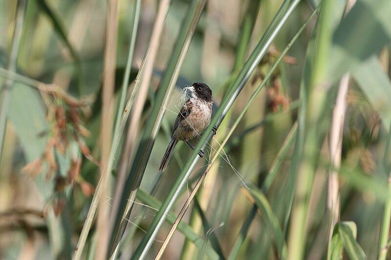 Black-headed Penduline-Tit (Remiz macronyx) photo