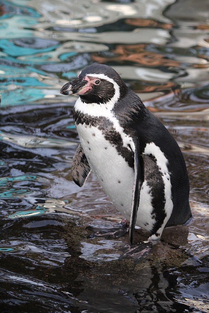 Humboldt Penguin (Spheniscus humboldti) photo
