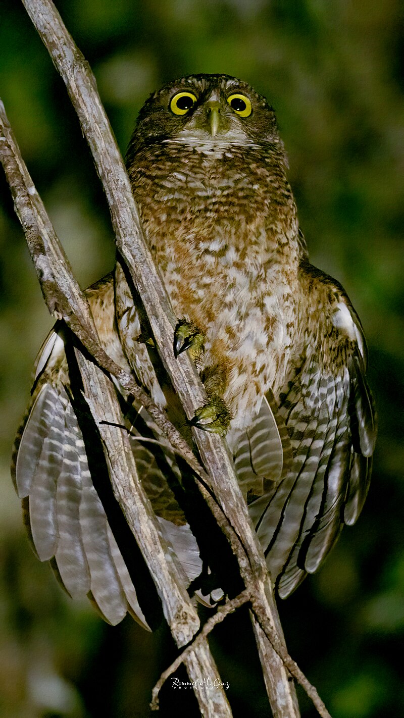 Sulu Boobook (Ninox reyi) photo