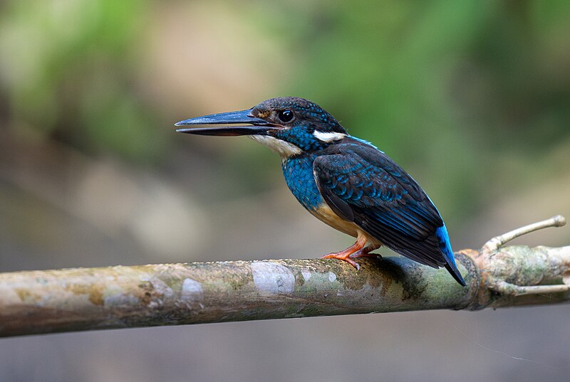 Javan Blue-banded Kingfisher (Alcedo euryzona) photo