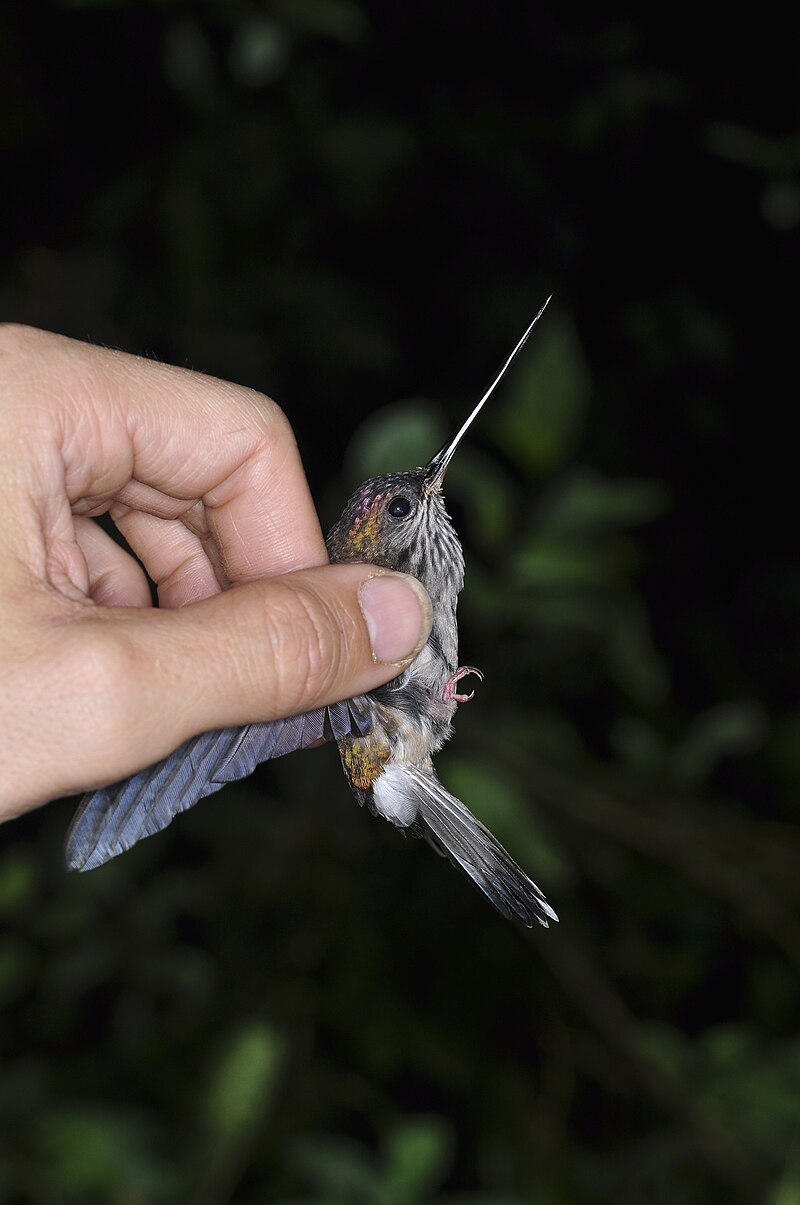 Tooth-billed Hummingbird (Androdon aequatorialis) photo