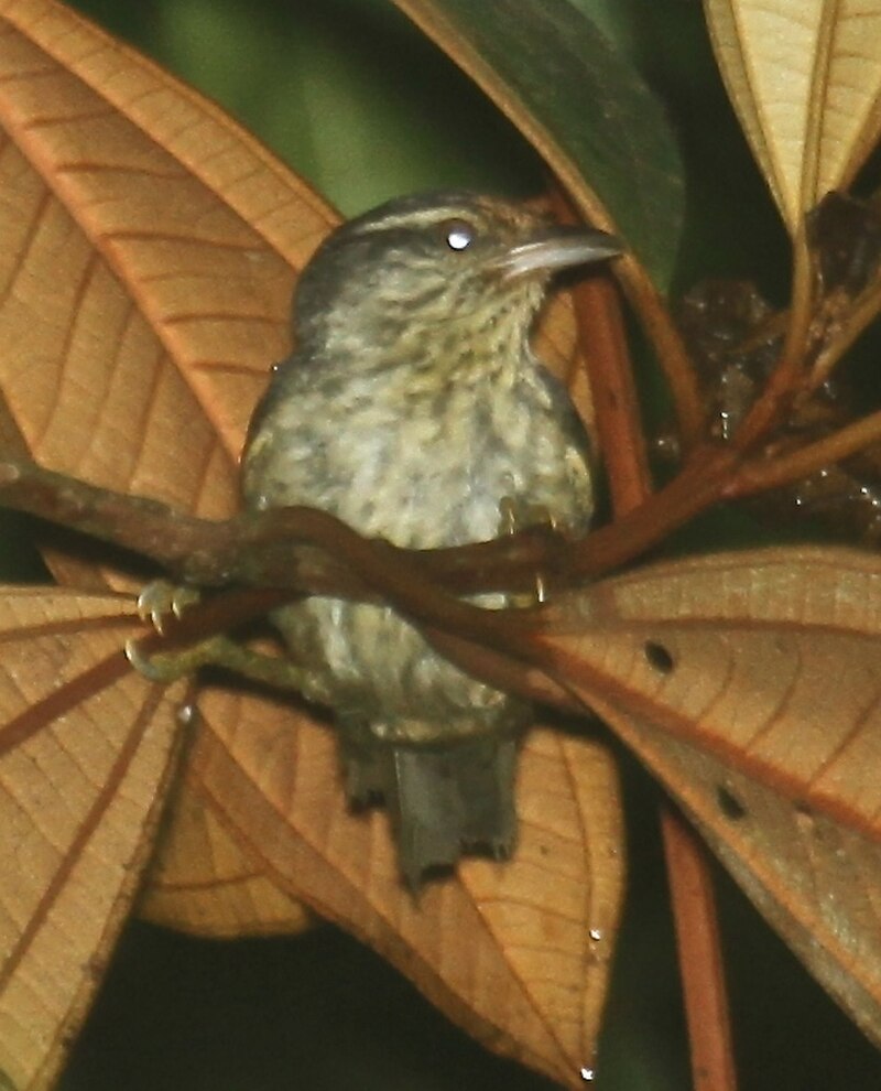Equatorial Graytail (Xenerpestes singularis) photo