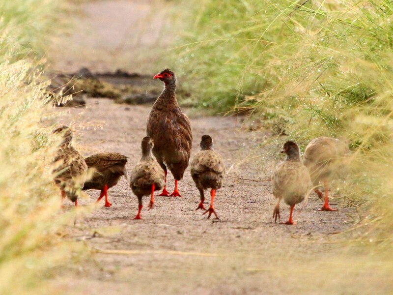 Handsome Spurfowl (Pternistis nobilis) photo