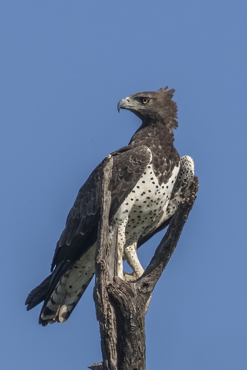 Martial Eagle (Polemaetus bellicosus) photo