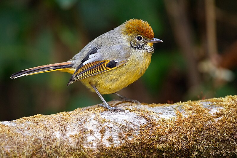 Chestnut-tailed Minla (Actinodura strigula) photo