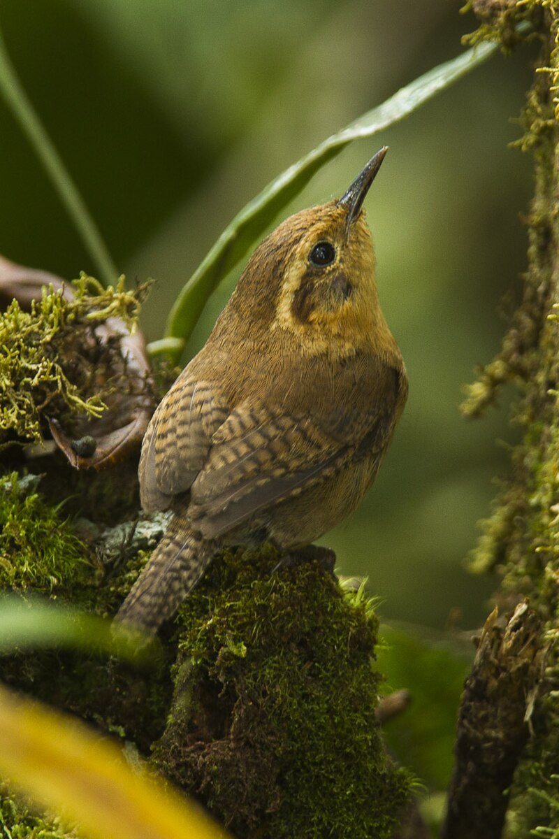 Mountain Wren (Troglodytes solstitialis) photo