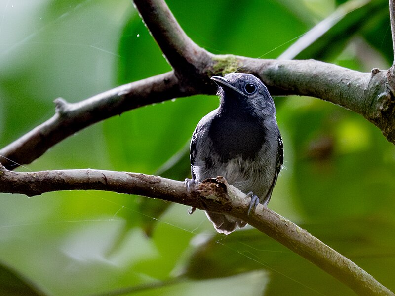 Ihering's Antwren (Myrmotherula iheringi) photo