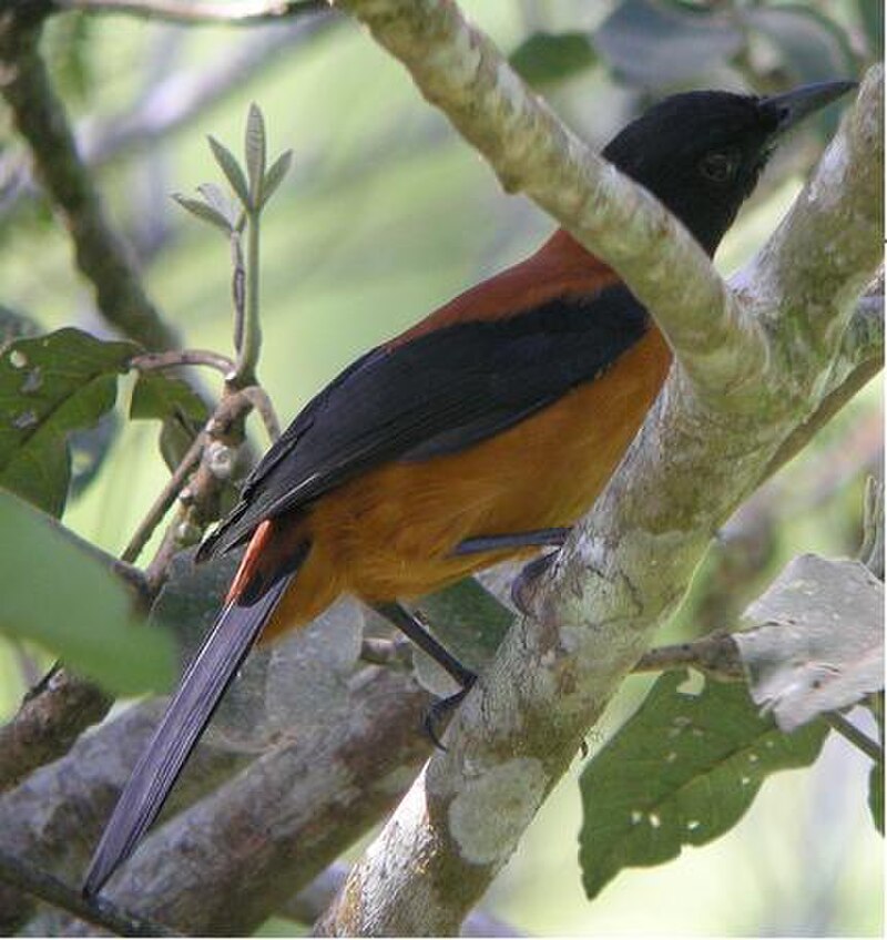 Hooded Pitohui (Pitohui dichrous) photo