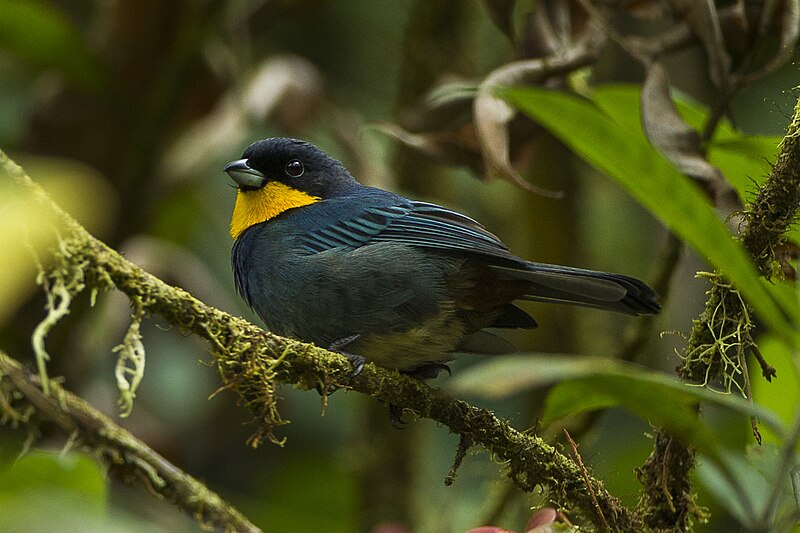 Purplish-mantled Tanager (Iridosornis porphyrocephalus) photo