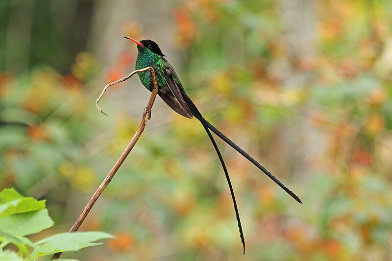 Red-billed Streamertail (Trochilus polytmus) photo