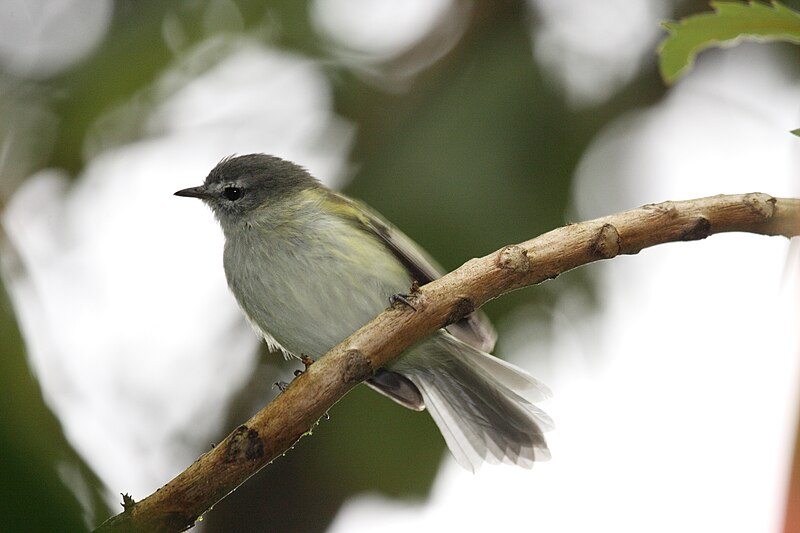 Sclater's Tyrannulet (Phyllomyias sclateri) photo