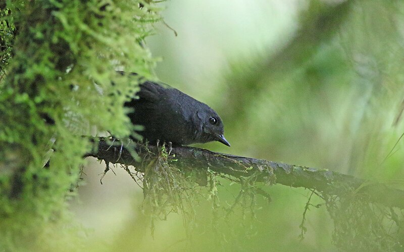Spillmann's Tapaculo (Scytalopus spillmanni) photo