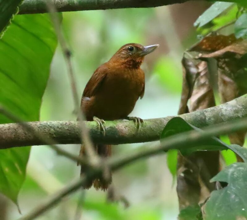 Peruvian Recurvebill (Syndactyla ucayalae) photo
