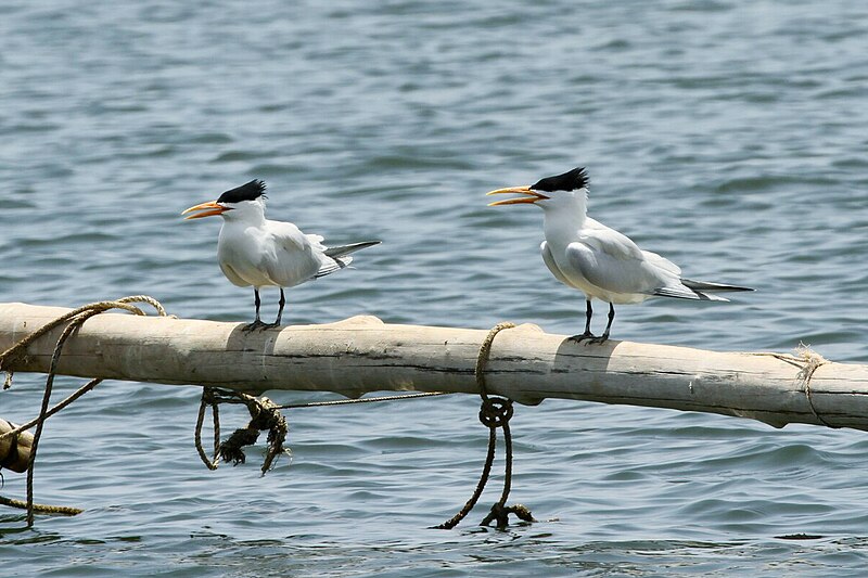 West African Crested Tern (Thalasseus albididorsalis) photo