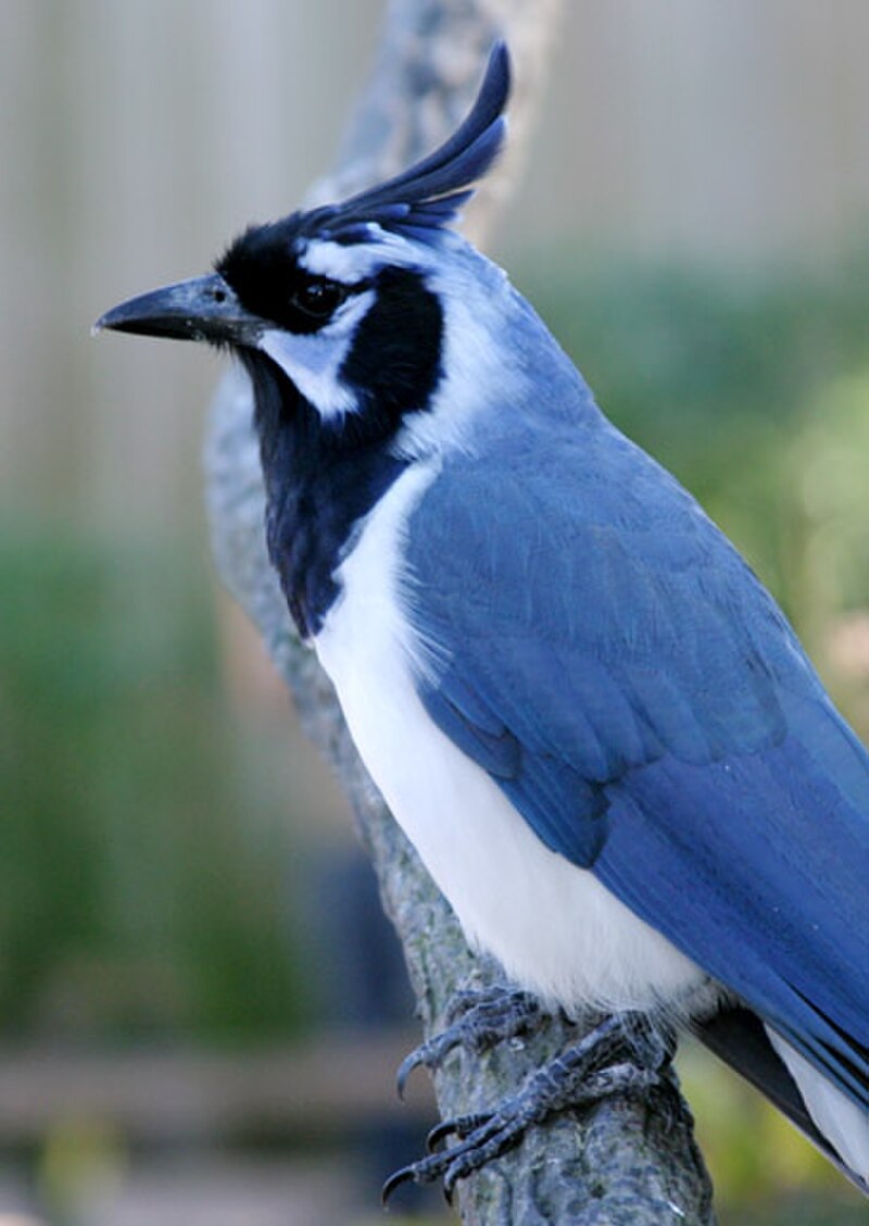 Black-throated Magpie-Jay (Cyanocorax colliei) photo