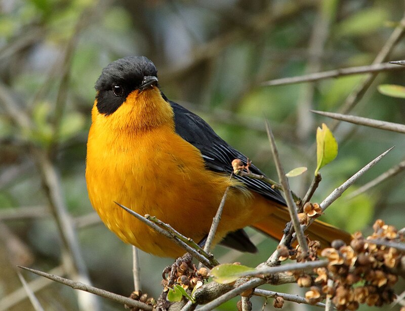 Chorister Robin-Chat (Cossypha dichroa) photo