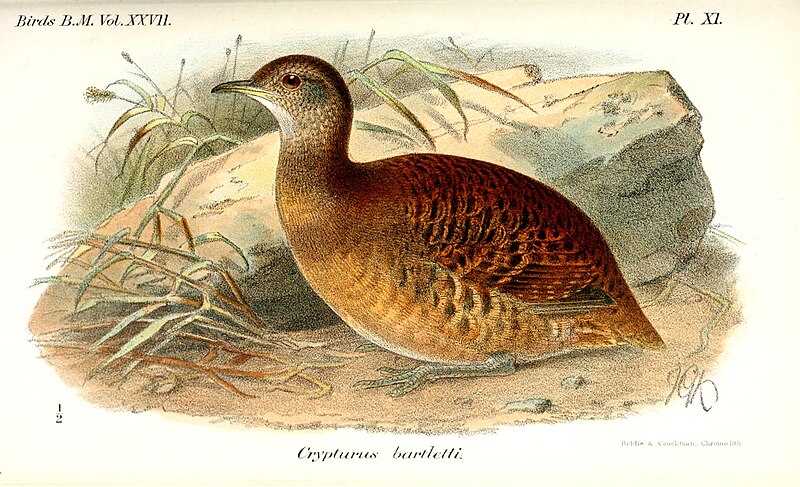 Bartlett's Tinamou (Crypturellus bartletti) photo