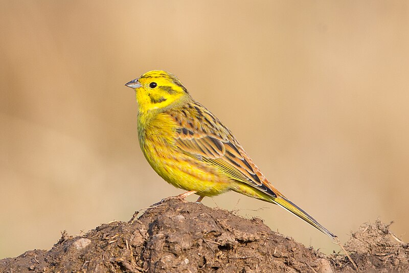 Yellowhammer (Emberiza citrinella) photo
