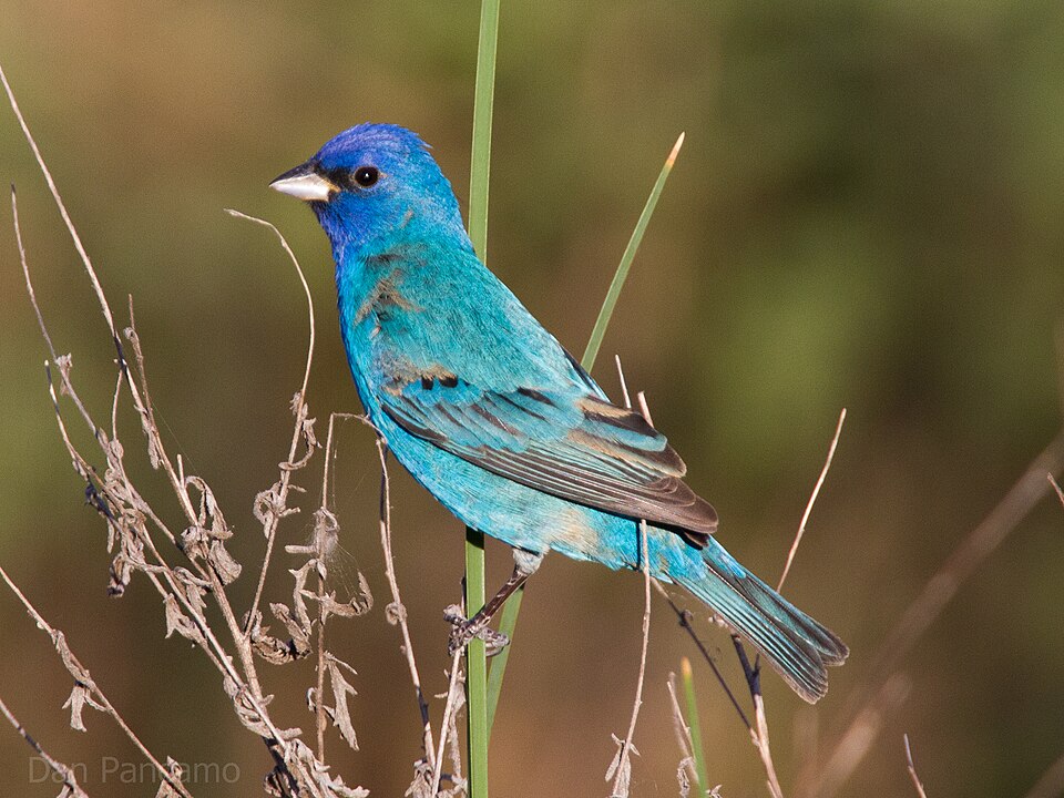 Indigo Bunting (Passerina cyanea)