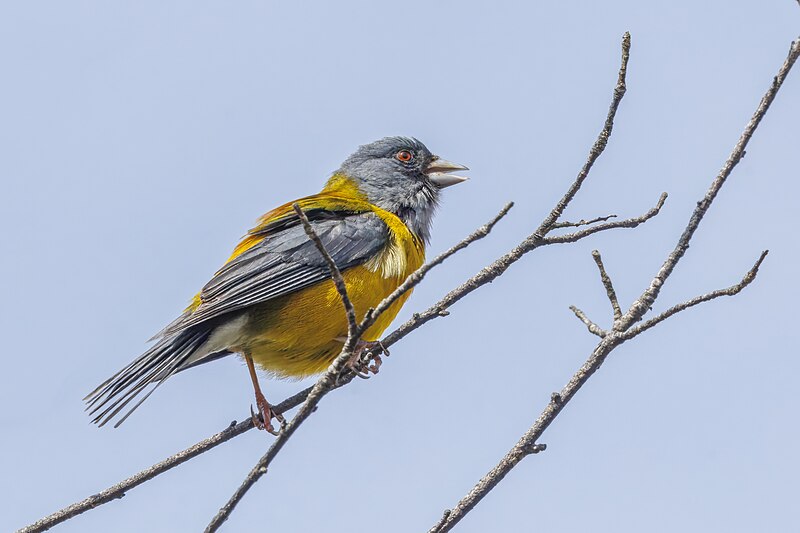 Patagonian Sierra Finch (Phrygilus patagonicus) photo