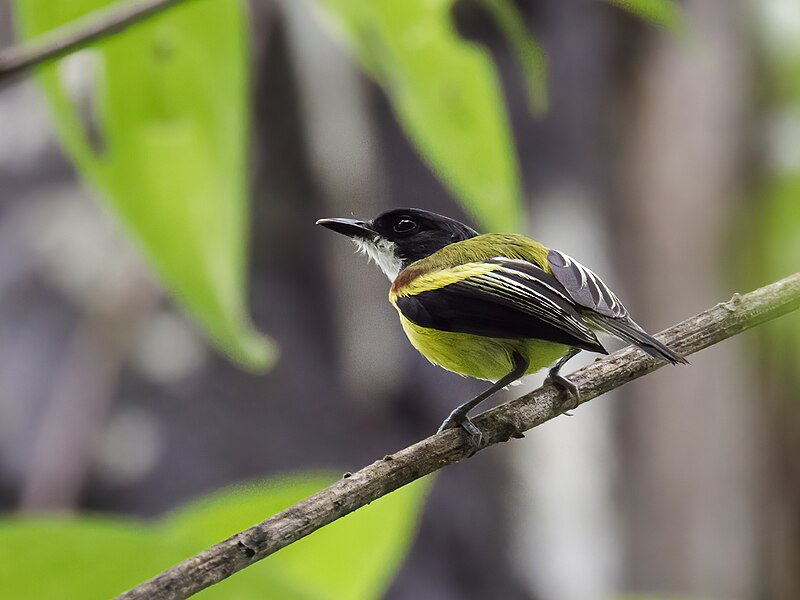 Golden-winged Tody-Flycatcher (Poecilotriccus calopterus) photo