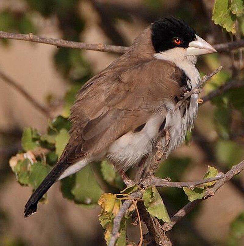 Black-capped Social-Weaver (Pseudonigrita cabanisi) photo