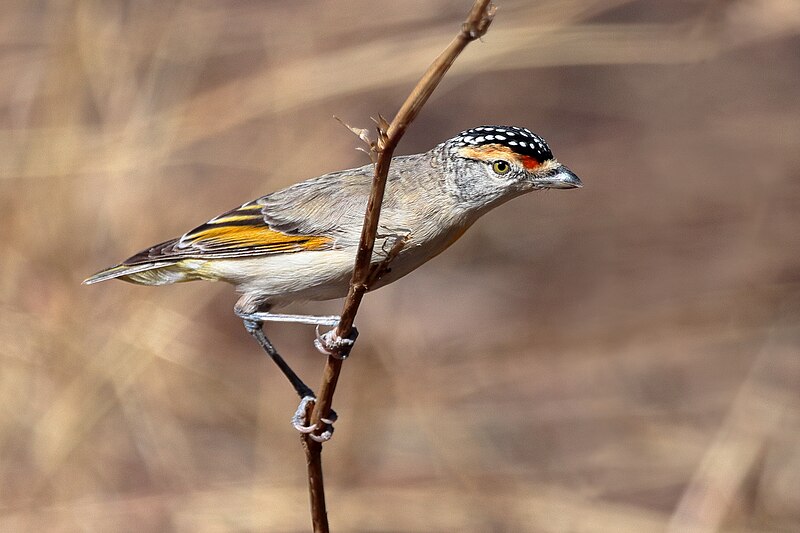 Red-browed Pardalote (Pardalotus rubricatus) photo