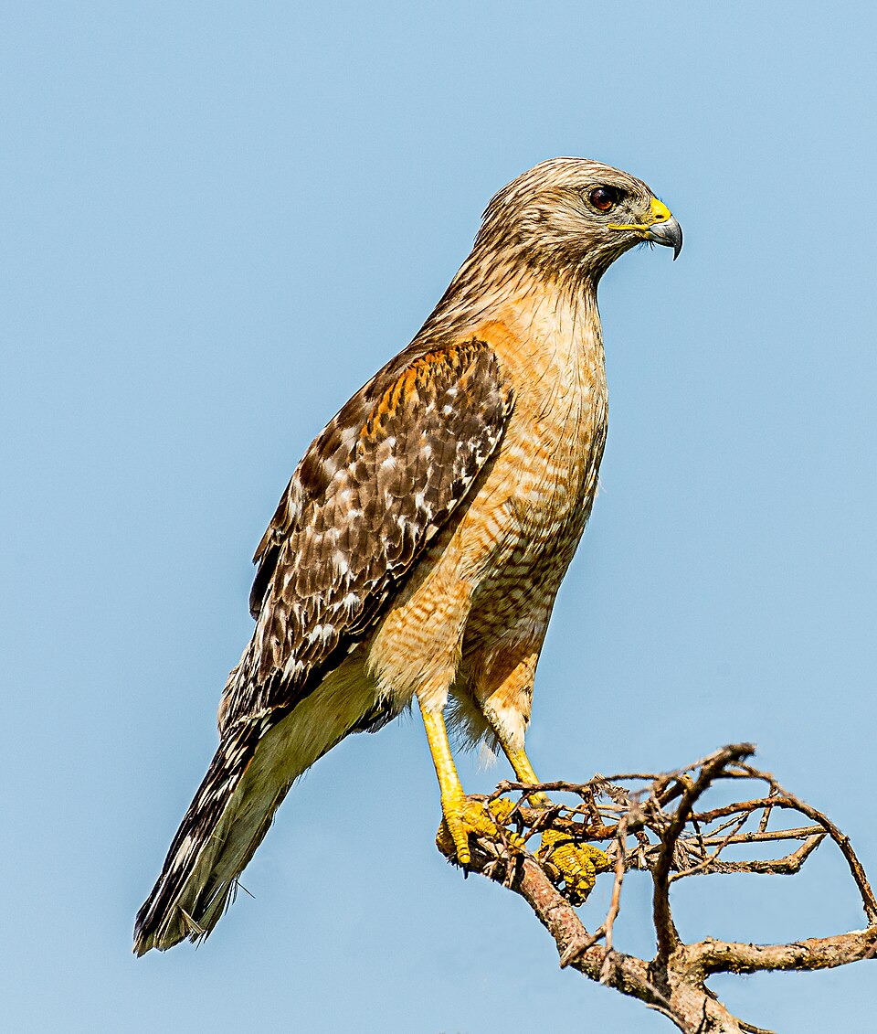 Red-shouldered Hawk (Buteo lineatus)