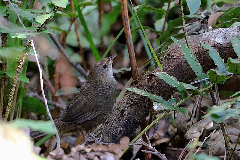 Rufous Scrub-bird (Atrichornis rufescens) photo