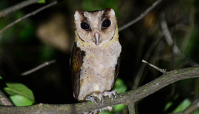 Sri Lanka Bay-Owl (Phodilus assimilis) photo