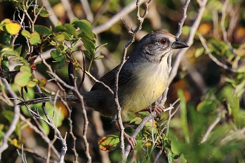 Zapata Sparrow (Torreornis inexpectata) photo