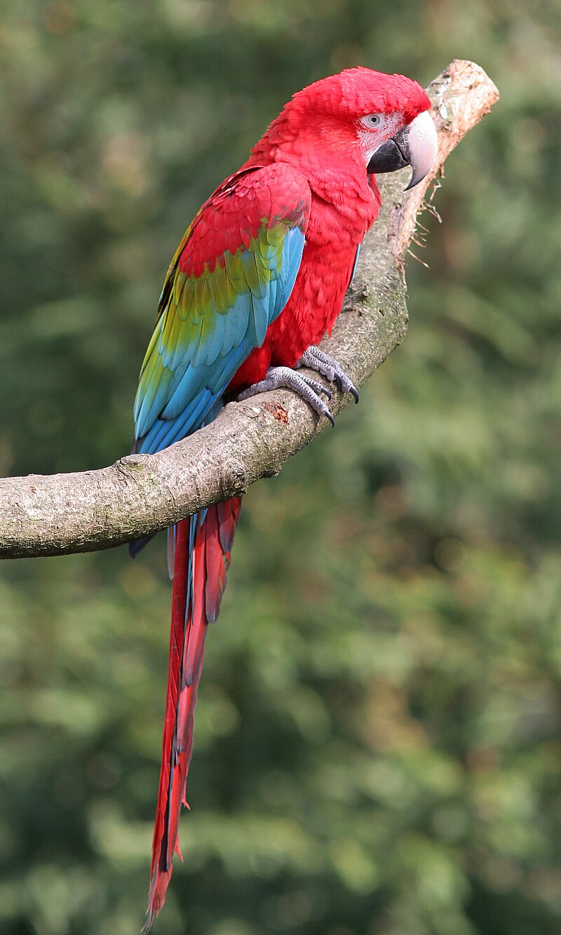 Red-and-green Macaw (Ara chloropterus) photo