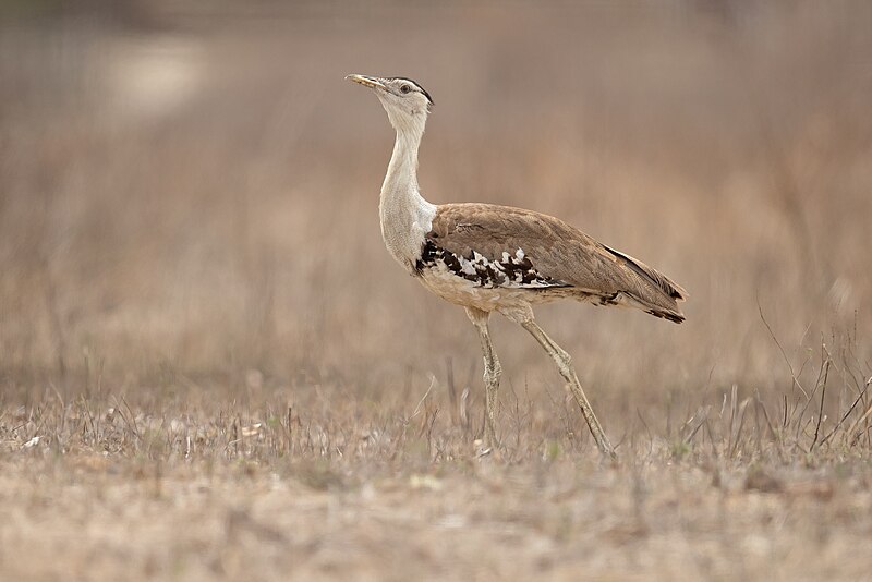 Australian Bustard (Ardeotis australis) photo
