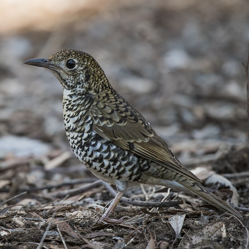 Bassian Thrush (Zoothera lunulata) photo