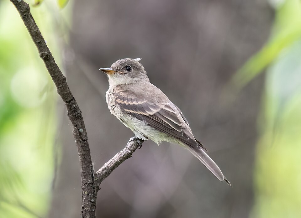 Eastern Wood-Pewee (Contopus virens)