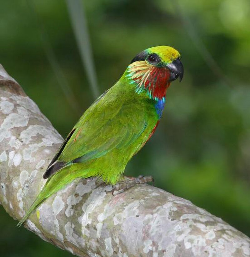 Edwards's Fig-Parrot (Cyclopsitta edwardsii) photo