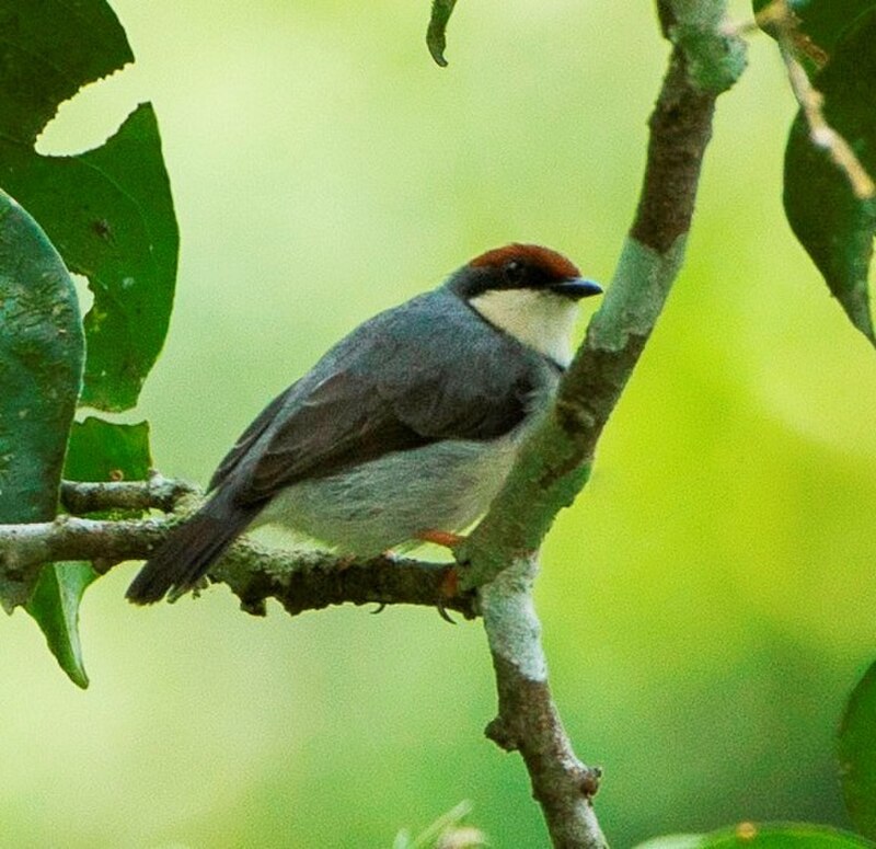 Rufous-crowned Eremomela (Eremomela badiceps) photo