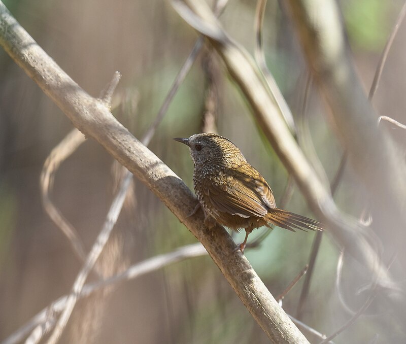 Chin Hills Wren-Babbler (Spelaeornis oatesi) photo