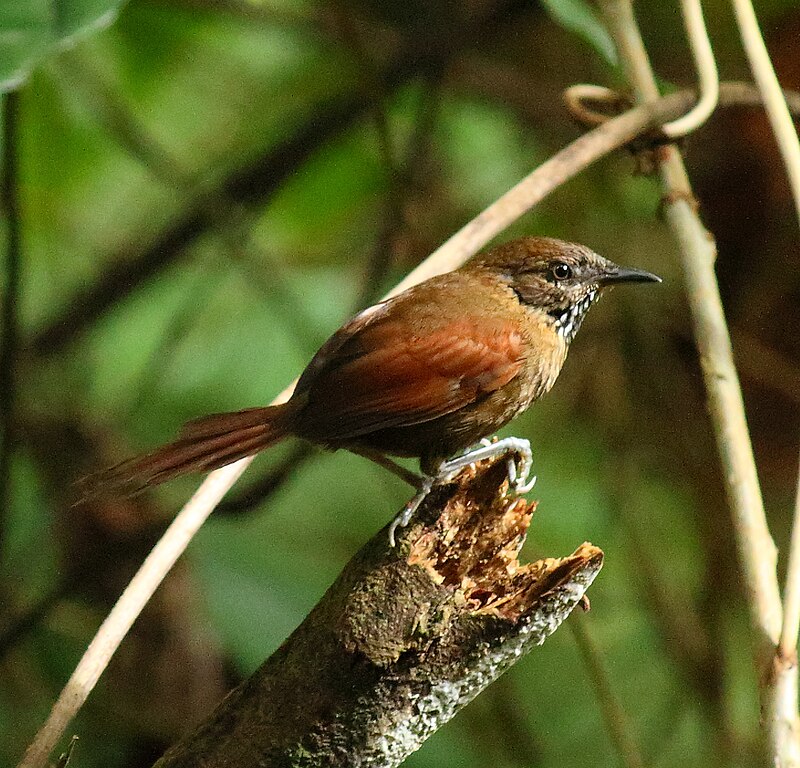 Stripe-breasted Spinetail (Synallaxis cinnamomea) photo