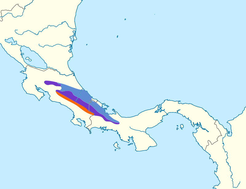 Red-fronted Parrotlet (Touit costaricensis) photo