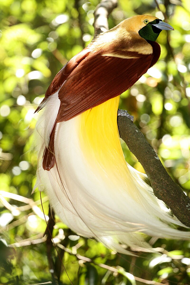 Lesser Bird-of-Paradise (Paradisaea minor) photo