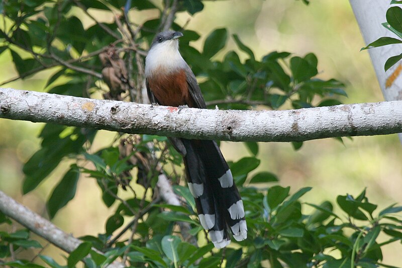 Chestnut-bellied Cuckoo (Coccyzus pluvialis) photo