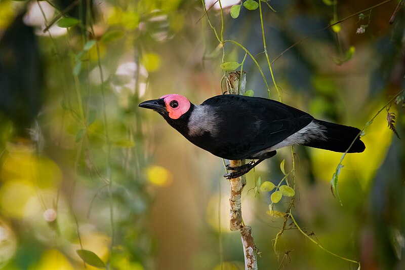 Coleto (Sarcops calvus) photo